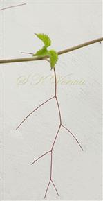  Tendril
